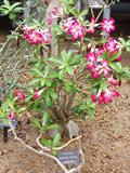 Adenium obesum